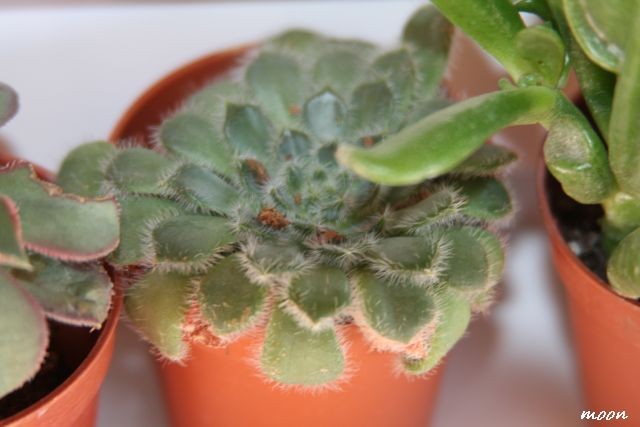 esheveria setosa?